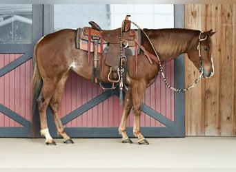 American Quarter Horse, Merrie, 4 Jaar, 152 cm, Roan-Red