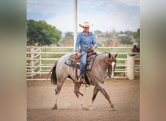 American Quarter Horse, Merrie, 4 Jaar, 152 cm, Roan-Red