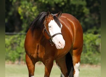 American Quarter Horse, Merrie, 4 Jaar, 152 cm, Roodbruin