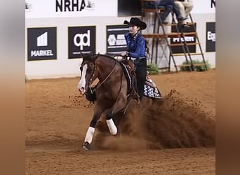 American Quarter Horse, Merrie, 4 Jaar, 152 cm, Roodbruin