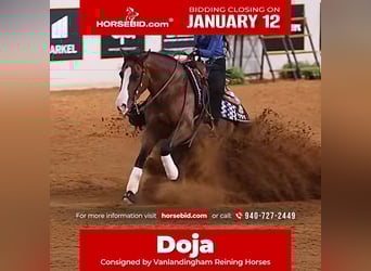 American Quarter Horse, Merrie, 4 Jaar, 152 cm, Roodbruin