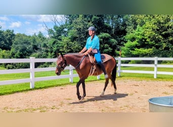 American Quarter Horse Mix, Merrie, 4 Jaar, 152 cm, Roodbruin