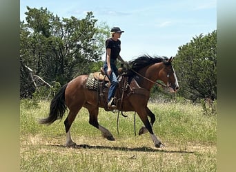 American Quarter Horse, Merrie, 4 Jaar, 152 cm, Roodbruin