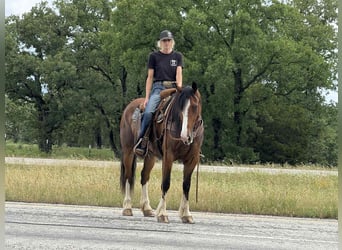 American Quarter Horse, Merrie, 4 Jaar, 152 cm, Roodbruin