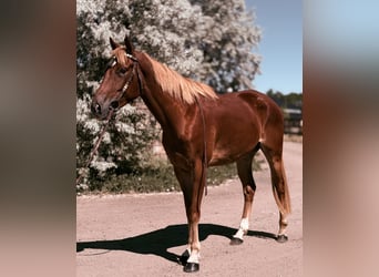 American Quarter Horse Mix, Merrie, 4 Jaar, 152 cm, Roodvos