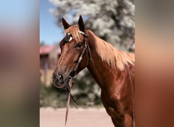 American Quarter Horse Mix, Merrie, 4 Jaar, 152 cm, Roodvos