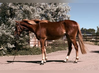 American Quarter Horse Mix, Merrie, 4 Jaar, 152 cm, Roodvos