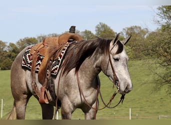 American Quarter Horse, Merrie, 4 Jaar, 152 cm, Schimmel