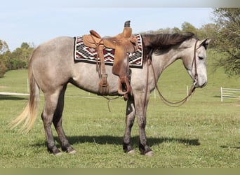 American Quarter Horse, Merrie, 4 Jaar, 152 cm, Schimmel
