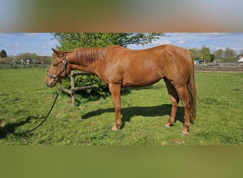 American Quarter Horse, Merrie, 4 Jaar, 152 cm, Vos
