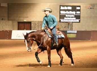 American Quarter Horse, Merrie, 4 Jaar, 152 cm, Vos