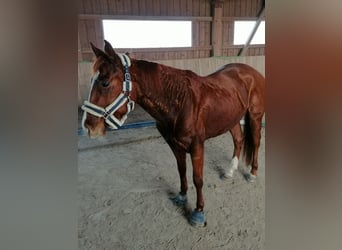 American Quarter Horse, Merrie, 4 Jaar, 152 cm, Vos