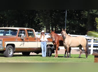 American Quarter Horse, Merrie, 4 Jaar, 152 cm, Vos