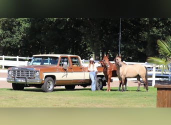 American Quarter Horse, Merrie, 4 Jaar, 152 cm, Vos