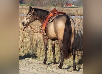 American Quarter Horse Mix, Merrie, 4 Jaar, 153 cm, Buckskin