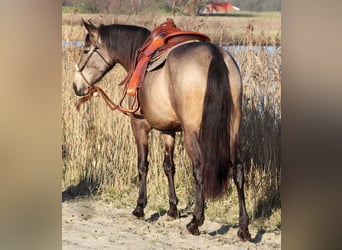 American Quarter Horse Mix, Merrie, 4 Jaar, 153 cm, Buckskin