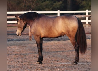 American Quarter Horse Mix, Merrie, 4 Jaar, 153 cm, Buckskin