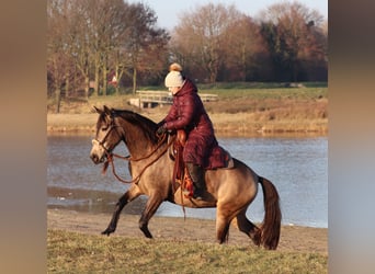 American Quarter Horse Mix, Merrie, 4 Jaar, 153 cm, Buckskin