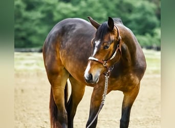 American Quarter Horse, Merrie, 4 Jaar, 153 cm, Donkerbruin