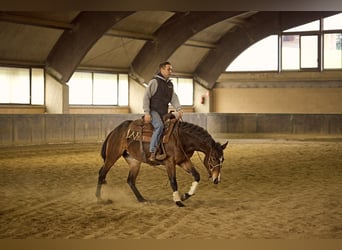 American Quarter Horse, Merrie, 4 Jaar, 153 cm, Donkerbruin