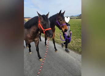 American Quarter Horse, Merrie, 4 Jaar, 153 cm, Roan-Bay