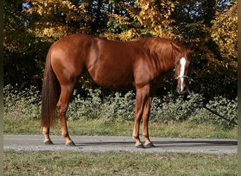 American Quarter Horse, Merrie, 4 Jaar, 153 cm, Vos