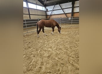 American Quarter Horse, Merrie, 4 Jaar, 153 cm, Vos