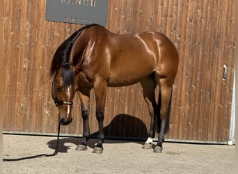 American Quarter Horse, Merrie, 4 Jaar, 154 cm, Bruin