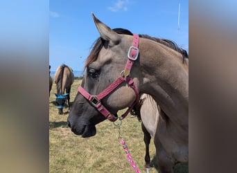 American Quarter Horse, Merrie, 4 Jaar, 154 cm, Grullo