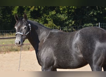 American Quarter Horse, Merrie, 4 Jaar, 154 cm, Schimmel