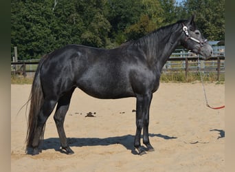 American Quarter Horse, Merrie, 4 Jaar, 154 cm, Schimmel
