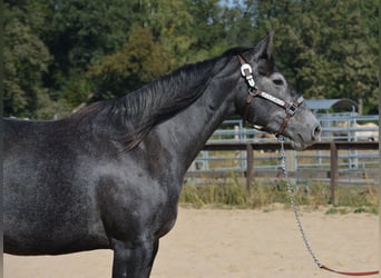 American Quarter Horse, Merrie, 4 Jaar, 154 cm, Schimmel