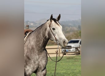 American Quarter Horse, Merrie, 4 Jaar, 155 cm, Appelschimmel