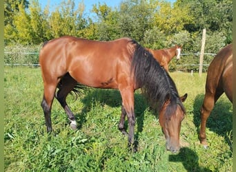 American Quarter Horse, Merrie, 4 Jaar, 155 cm, Brauner