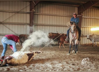 American Quarter Horse, Merrie, 4 Jaar, 155 cm, Buckskin