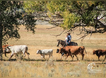 American Quarter Horse, Merrie, 4 Jaar, 155 cm, Buckskin