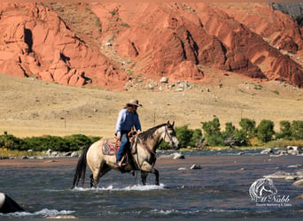 American Quarter Horse, Merrie, 4 Jaar, 155 cm, Buckskin