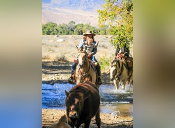 American Quarter Horse, Merrie, 4 Jaar, 155 cm, Buckskin