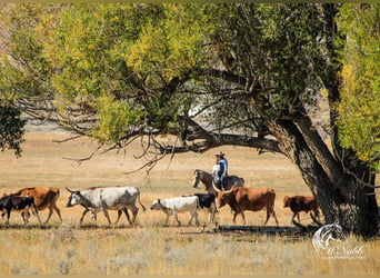 American Quarter Horse, Merrie, 4 Jaar, 155 cm, Buckskin