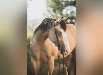 American Quarter Horse, Merrie, 4 Jaar, 155 cm, Buckskin