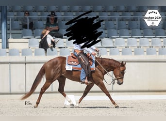 American Quarter Horse, Merrie, 4 Jaar, 155 cm, Donkere-vos