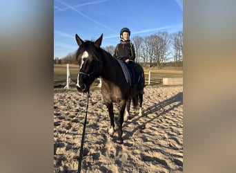 American Quarter Horse, Merrie, 4 Jaar, 155 cm, Grullo