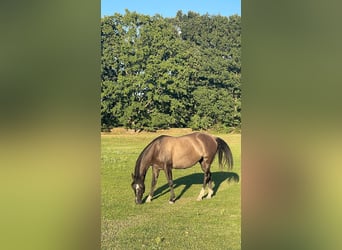 American Quarter Horse, Merrie, 4 Jaar, 155 cm, Grullo