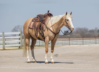 American Quarter Horse, Merrie, 4 Jaar, 155 cm, Palomino