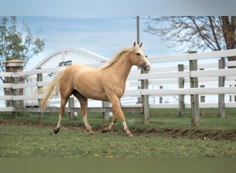 American Quarter Horse, Merrie, 4 Jaar, 155 cm, Palomino