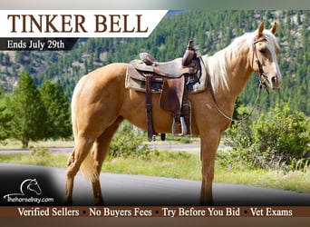 American Quarter Horse, Merrie, 4 Jaar, 155 cm, Palomino