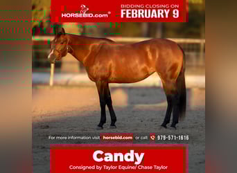 American Quarter Horse, Merrie, 4 Jaar, 155 cm, Roodbruin