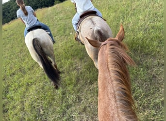 American Quarter Horse, Merrie, 4 Jaar, 156 cm, Grullo