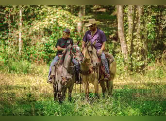American Quarter Horse, Merrie, 4 Jaar, 157 cm, Buckskin