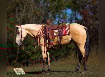 American Quarter Horse, Merrie, 4 Jaar, 157 cm, Buckskin